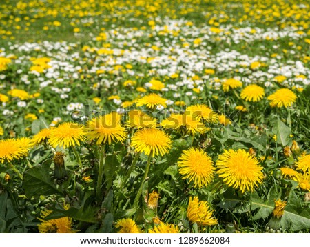 Dandelion and daisies in spring
