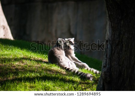 Picture of a couple of cute lemurs sitting on the grass enjoying the sun