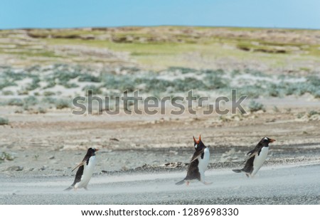 Gentoo penguins marching and yelling
