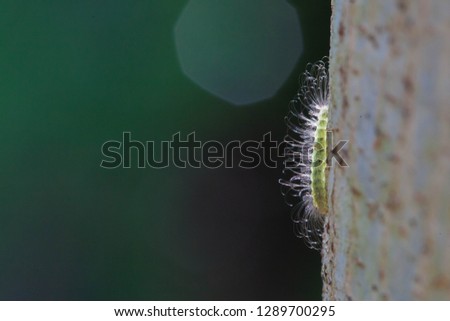 Little hairy caterpillar is sunbathing on a tree in a morning.
