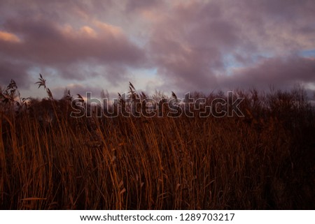 Winter reed under the wind in sunset light with cloudy sky background.