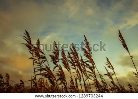 Winter reed under the wind in sunset light with cloudy sky background.