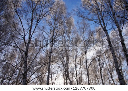 Landscape Winter Forest. Birch covered with snow and hoarfrost on a clear winter day 