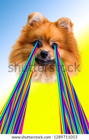 Cute dog (Spitz) with rainbow lasers from the eyes. Animal funny. Contemporary art collage. Abstract surrealism and minimalism.