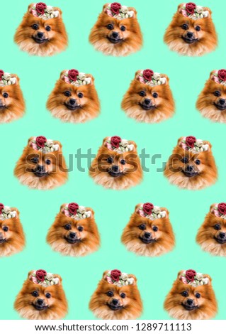 Spitz. Funny canine heads with floral wreath on background. Animal funny. Contemporary art collage. Abstract surrealism and minimalism.