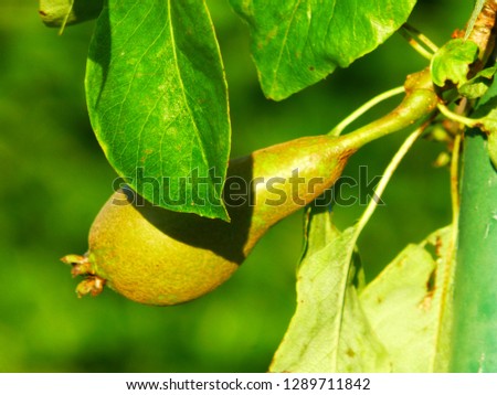 Pear in Walled Garden in Dromoland Castle - Ireland