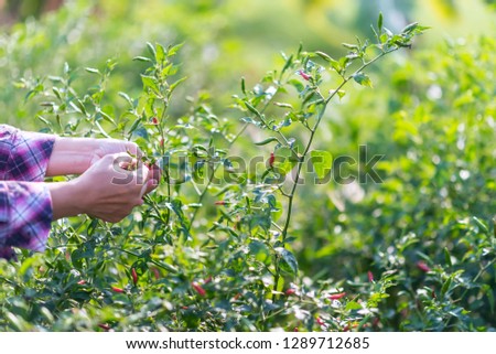 Picture a body part of young gardener holding thai hot chili in right hand and harvesting by left hand, Emotional of asian lifestyle organic and sufficiency agriculture with copy space.