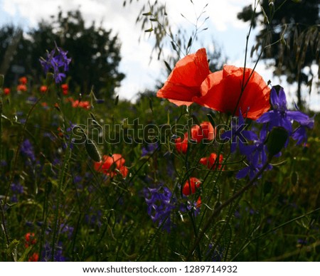 Flowers of wild poppies, blue cornflowers and juice (Consolida regalis) among lush green grass in the rays of the bright sun on a warm summer day.