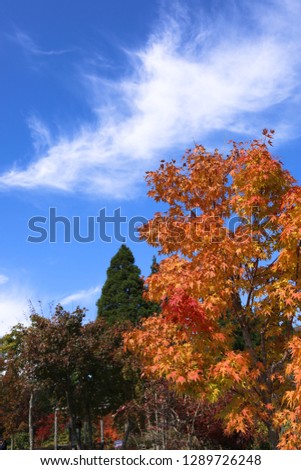 Red Leaf in Autumn
