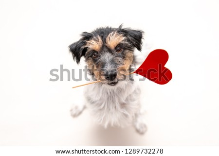 Romantic Dog - Little cute Jack Russell Terrier doggy with a heart as a gift for Valentine in the mouth is looking up. Picture isolated on white.