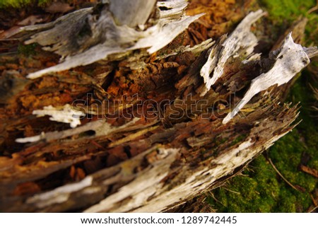 Death rotten wood