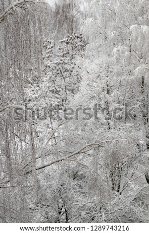 Trees in the snow - natural cold winter landscape