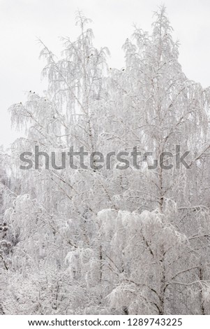 Trees in the snow - natural cold winter landscape