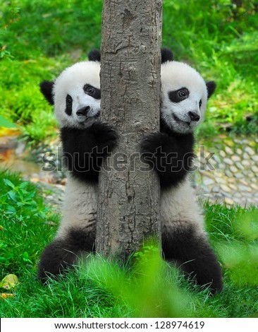 Panda bear twins Royalty-Free Stock Photo #128974619