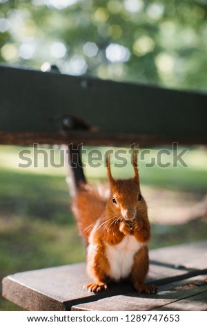 squirel on a bench