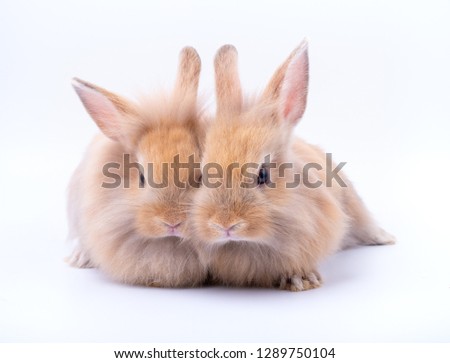 Two small bunny rabbit with different action on white background