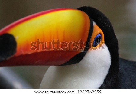 Toucan of South America