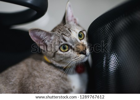 cat sitting in a computer chair at the office.