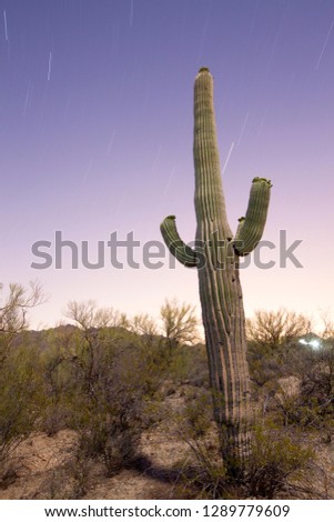 Giant Saguaro (Carnegiea gigantea), Saguaro National Park, Sonora Desert, Arizona, Tucson, USA.