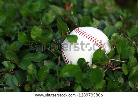 baseball ball in the tree