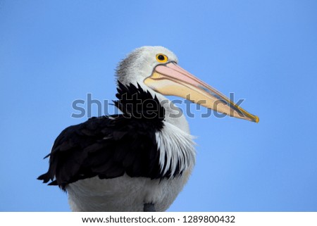 Australian Pelican (Pelecanus conspicillatus), American River, Kangarro Island, South Australia, Australia.