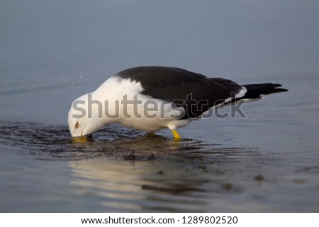 Pacific  Gull (Larus pacificus), Kangaroo Island, South Australia, Australia.