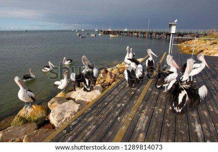 Australian Pelican (Pelecanus conspicillatus), Kingscote, Kangarro Island, South Australia, Australia.