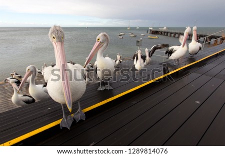 Australian Pelican (Pelecanus conspicillatus), Kingscote, Kangarro Island, South Australia, Australia.