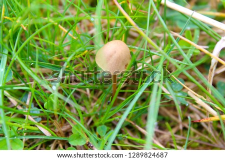 Small mushroom growing trough grass and clover