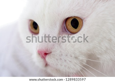Pet cats. Cat face close up. White fluffy kitten