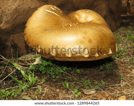 Huge golden mushroom.