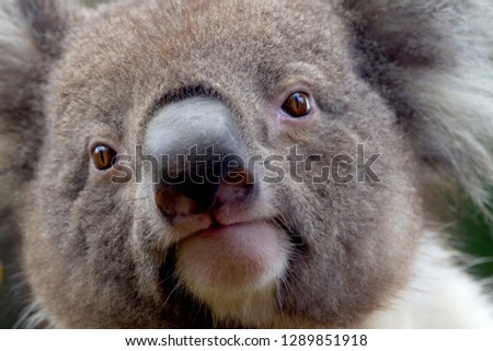 Koala, (Phascolarctos cinereus), Kangaroo Island, South Australia, Australia.