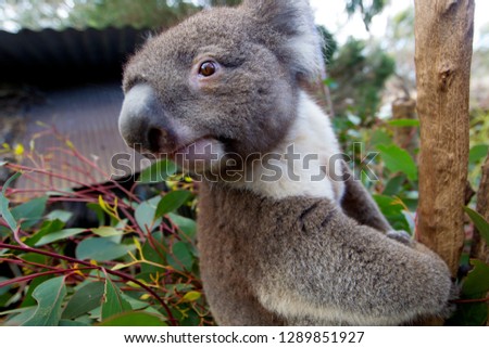 Koala, (Phascolarctos cinereus), Kangaroo Island, South Australia, Australia.