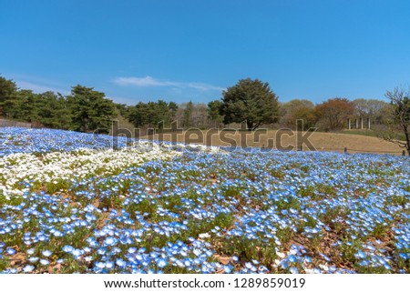 Mountain, Tree and Nemophila (baby blue eyes flowers) field, blue flower carpet, Japanese Natural Attraction. Hitachi Seaside Park, Ibaraki, Japan.