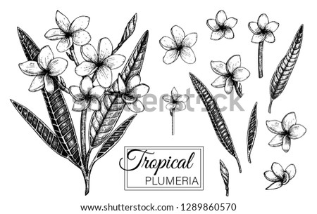 Vector illustration of tropical flower isolated on white background. Hand drawn plumeria. Floral graphic black and white drawing. Tropic design elements. Line shading style