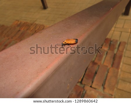 Bug sitting on stair railing.