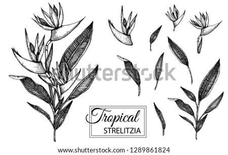 Vector illustration of tropical flower isolated on white background. Hand drawn strelitzia. Floral graphic black and white illustration. Tropic design elements. Line shading style