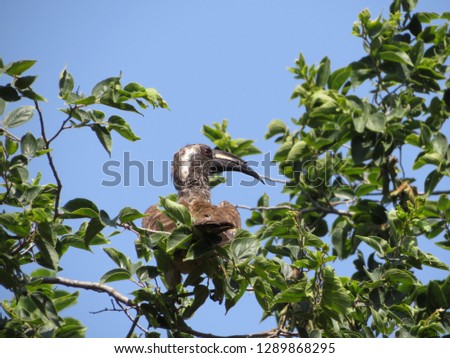 Grey horn bill perched in a tree.