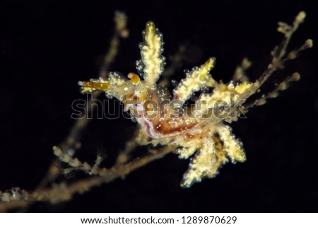 Nudibranch  Doto sp.4 in NSSI2. Picture was taken in Lembeh Strait, Indonesia
