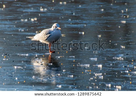 Black headed gull (Chroicocephalus ridibundus) in winter plumage standing on frozen lake
