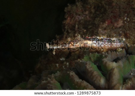 Ornate pipefish (Halicampus macrorhynchus). Picture was taken in Lembeh Strait, Indonesia
