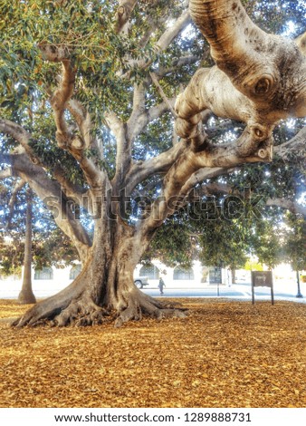 Gnarled tree in Ventura, California.