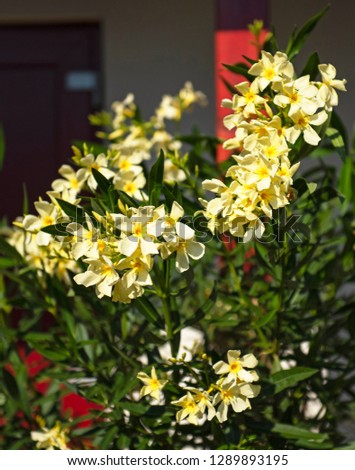 Nice yellow oleander in the garden
