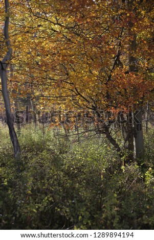 Wyoming autumn natural scenes