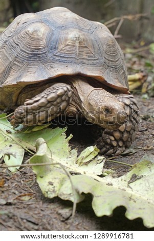 Close up Baby African spurred tortoise resting in the garden, Slow life ,Africa spurred tortoise sunbathe on ground with his protective shell ,Beautiful Tortoise ,Geochelone sulcata                 