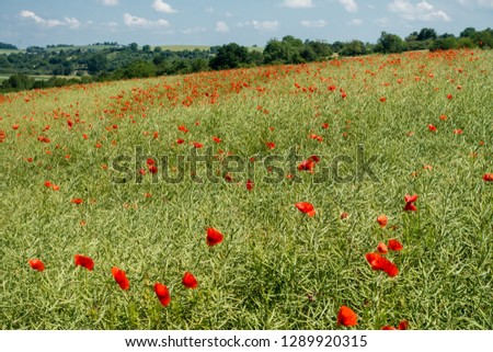 Poppies in a oil rape seed field