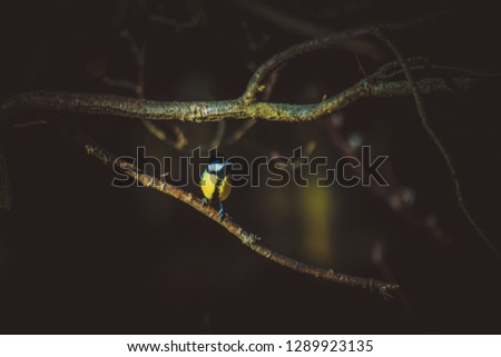 Yellow tit sitting on a branch, dark black vignetting isolated background