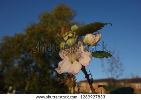 Colourful flowers, oppulent trees, many colors, macro photography showing the beauty of nature. 