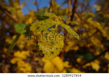 Colourful flowers, oppulent trees, many colors, macro photography showing the beauty of nature. 