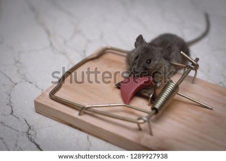 The mouse got into a mousetrap. The corpse of the mouse is trapped. Fight against pests and vector control diseases.